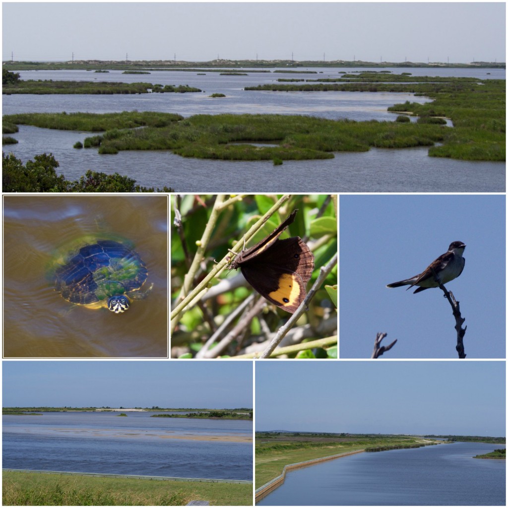 Pea Island Wildlife Refuge - Outer Banks - North Carolina