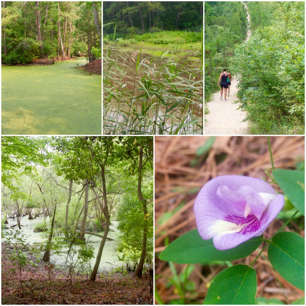 Nags Head Wood Preserve - Outer Banks - North Carolina