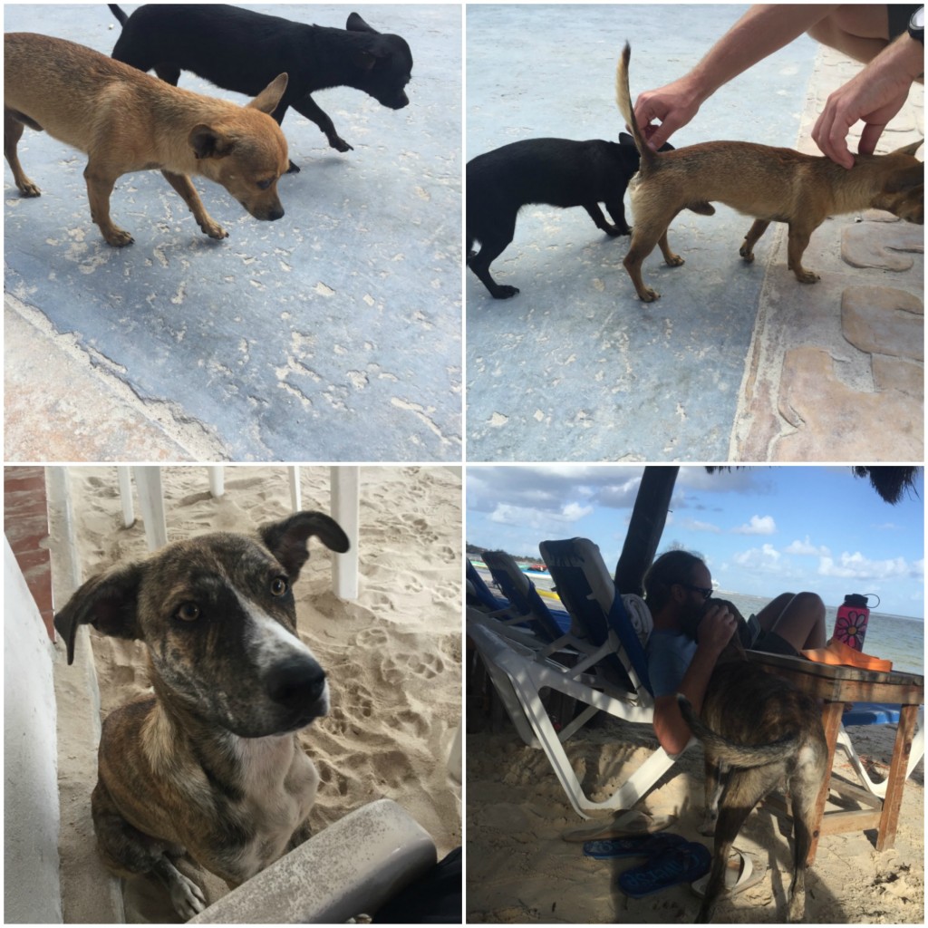 Dogs of Mahahual-Costa Maya