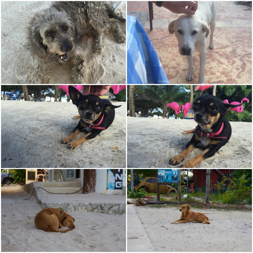 Dogs of Mahahual-Costa Maya