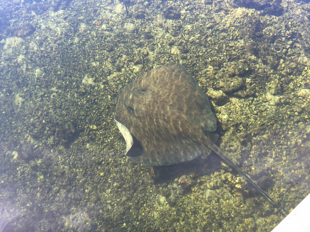 southern sting ray 