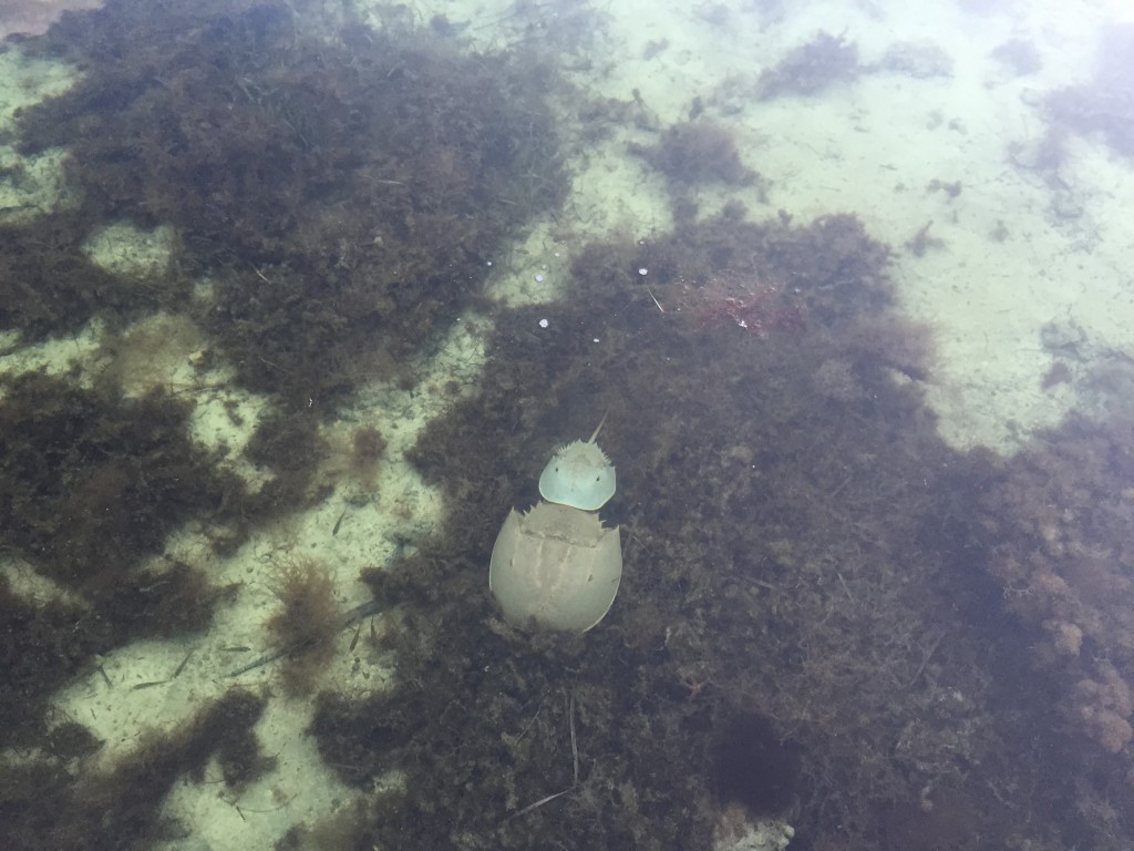 Horsehoe crabs mating