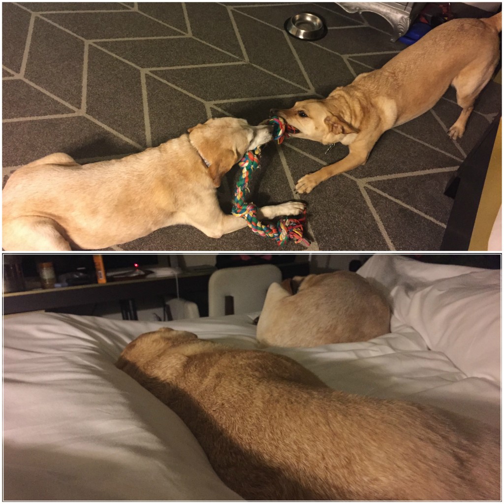 Dog friendly hotel in Savannah