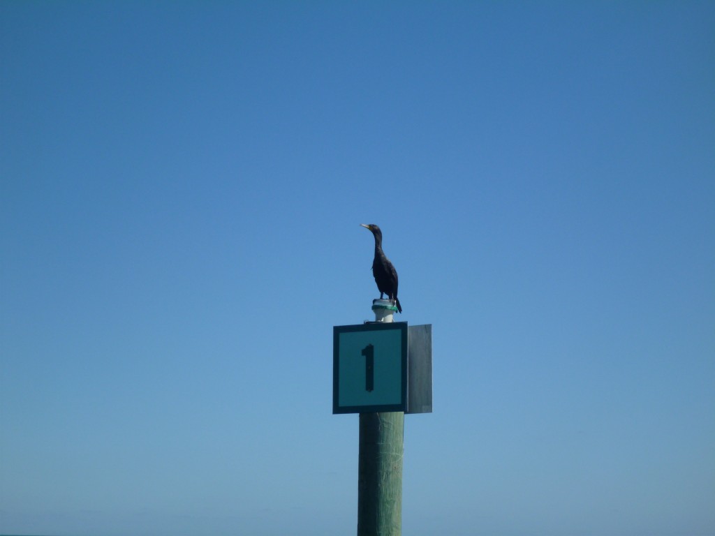 cormorant