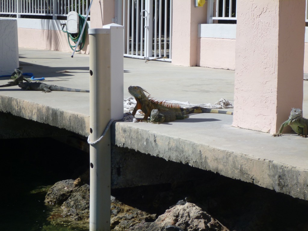 iguana