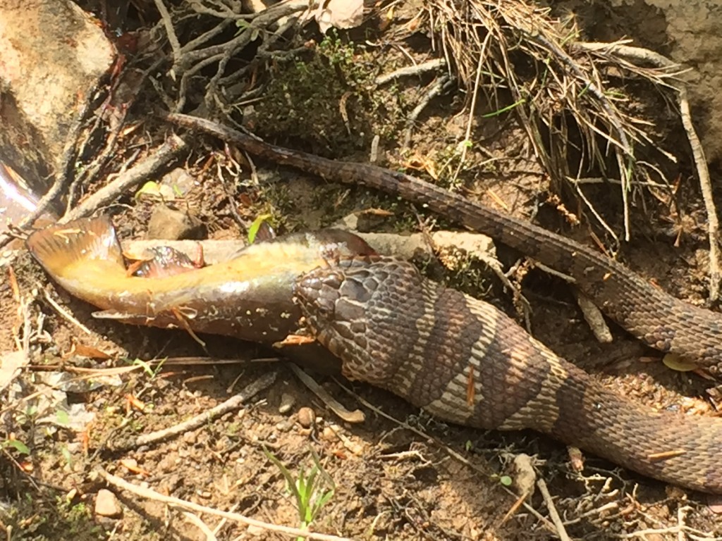 Eno River State Park - Water moccasin eating a fish