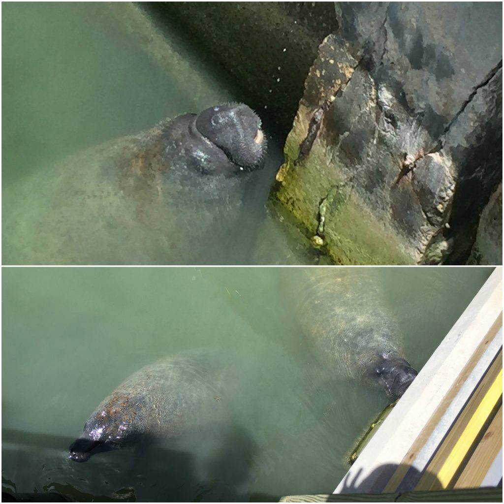 manatee, post card inn, tiki bar, florida keys