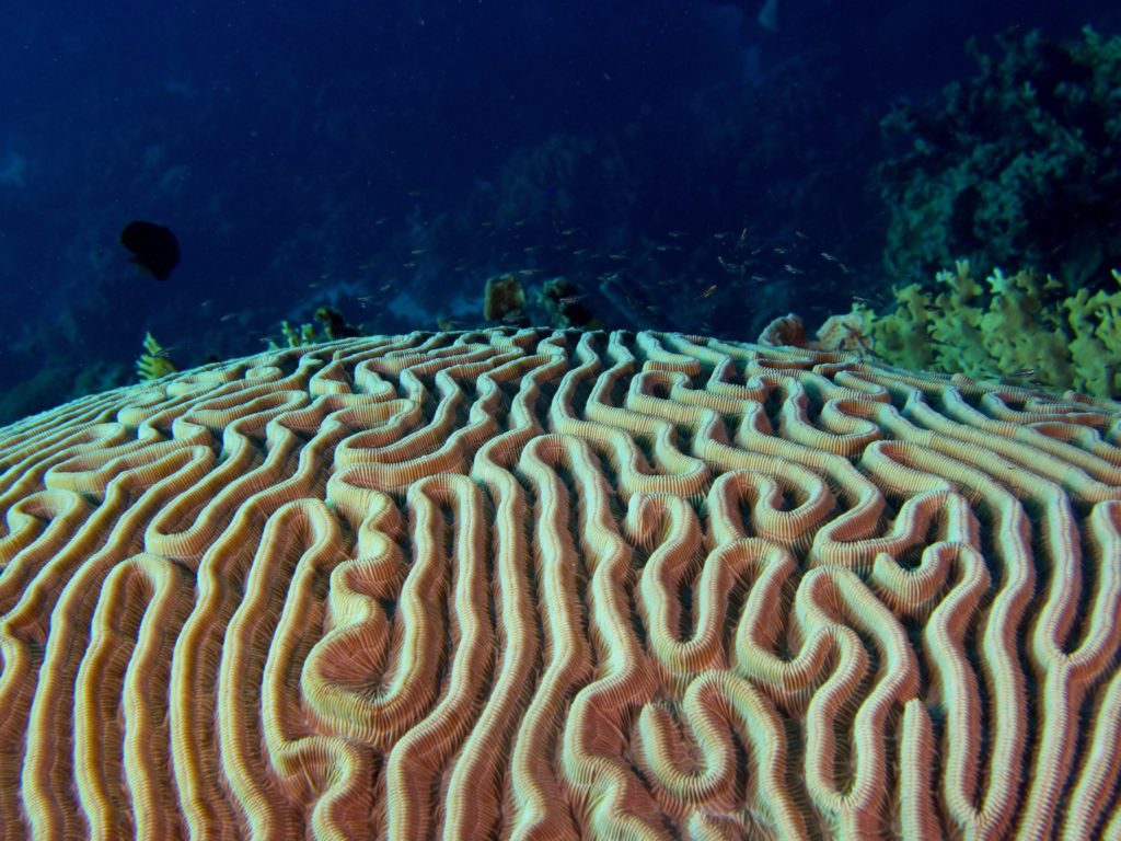 Bonaire brain coral