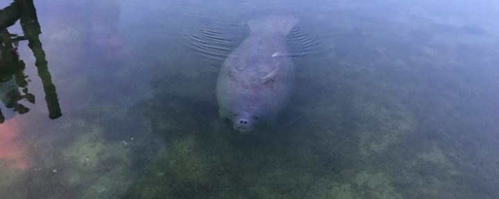 Key Largo Manatee